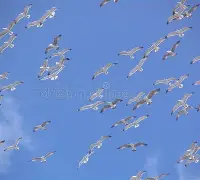 九游体育-辛弃疾把栏杆拍遍